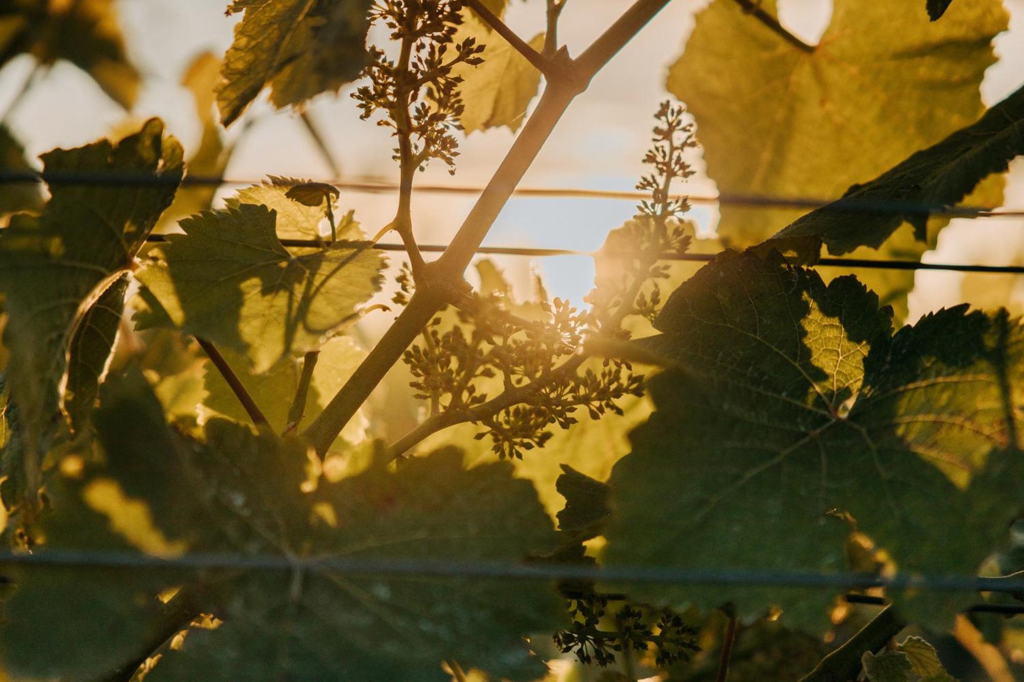 Villas & Vines Glamping Hastings Kültér fotó